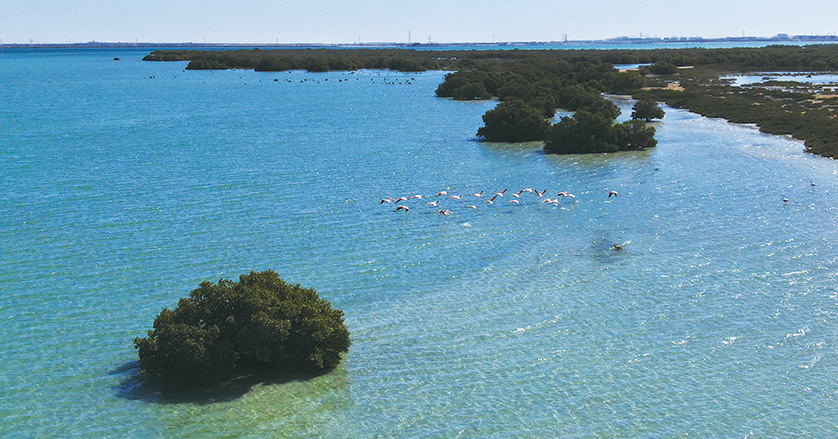 Wild bird surveys at the Onshore Block 4 Project II. (photo)